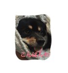 むさ君（個別スタンプ：1）
