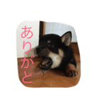 むさ君（個別スタンプ：5）