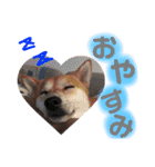 はーくんすたんぷ★（個別スタンプ：35）
