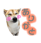 はーくんすたんぷ★（個別スタンプ：36）