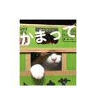 ミド先生（個別スタンプ：8）