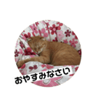 まんちかんのレオくんです（個別スタンプ：11）