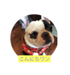フレブル  こはるちゃん（個別スタンプ：1）