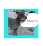 アズ＆クロの日常✨（個別スタンプ：3）