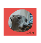 アズ＆クロの日常✨（個別スタンプ：7）