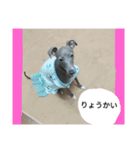 アズ＆クロの日常✨（個別スタンプ：8）