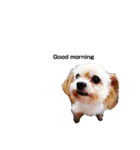 家族犬のスタンプ（個別スタンプ：13）