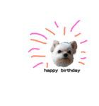 家族犬のスタンプ（個別スタンプ：14）