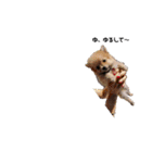 家族犬のスタンプ（個別スタンプ：15）