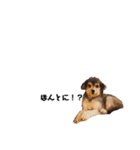 家族犬のスタンプ（個別スタンプ：18）
