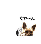 家族犬のスタンプ（個別スタンプ：19）