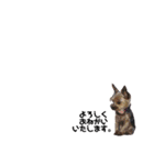 家族犬のスタンプ（個別スタンプ：24）