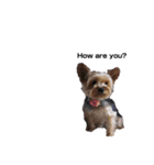 家族犬のスタンプ（個別スタンプ：38）