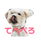 puff です。mix犬です( ¨̮ )（個別スタンプ：1）