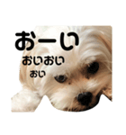puff です。mix犬です( ¨̮ )（個別スタンプ：2）