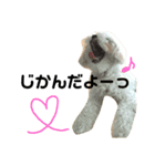 puff です。mix犬です( ¨̮ )（個別スタンプ：4）