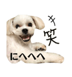 puff です。mix犬です( ¨̮ )（個別スタンプ：6）