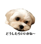 puff です。mix犬です( ¨̮ )（個別スタンプ：7）