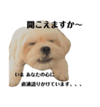 puff です。mix犬です( ¨̮ )（個別スタンプ：8）