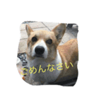 コーギーのアリスちゃん（個別スタンプ：6）