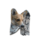 コーギーのアリスちゃん（個別スタンプ：7）