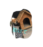 コーギーのアリスちゃん（個別スタンプ：9）