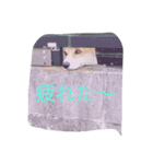 コーギーのアリスちゃん（個別スタンプ：10）