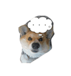 コーギーのアリスちゃん（個別スタンプ：12）