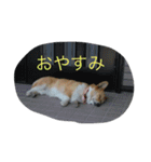 コーギーのアリスちゃん（個別スタンプ：13）