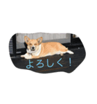 コーギーのアリスちゃん（個別スタンプ：16）