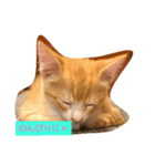子猫のラテ君（個別スタンプ：3）