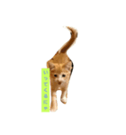 子猫のラテ君（個別スタンプ：6）