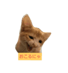 子猫のラテ君（個別スタンプ：7）