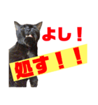 日常猫スタンプ（スーとモグ）（個別スタンプ：1）