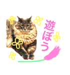 日常猫スタンプ（スーとモグ）（個別スタンプ：2）