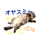 日常猫スタンプ（スーとモグ）（個別スタンプ：4）