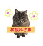日常猫スタンプ（スーとモグ）（個別スタンプ：6）