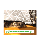 日常猫スタンプ（スーとモグ）（個別スタンプ：8）