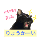 日常猫スタンプ（スーとモグ）（個別スタンプ：9）