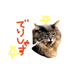 日常猫スタンプ（スーとモグ）（個別スタンプ：11）