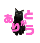 日常猫スタンプ（スーとモグ）（個別スタンプ：12）
