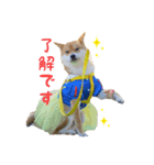 柴犬 ゆきちゃん（個別スタンプ：1）