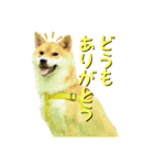 柴犬 ゆきちゃん（個別スタンプ：2）