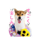柴犬 ゆきちゃん（個別スタンプ：3）