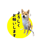 柴犬 ゆきちゃん（個別スタンプ：4）