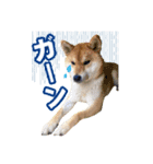 柴犬 ゆきちゃん（個別スタンプ：5）