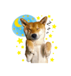 柴犬 ゆきちゃん（個別スタンプ：7）