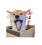 柴犬 ゆきちゃん（個別スタンプ：8）