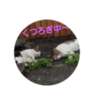 なかよし ねこさん時々くま（個別スタンプ：1）
