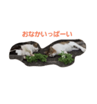 なかよし ねこさん時々くま（個別スタンプ：2）